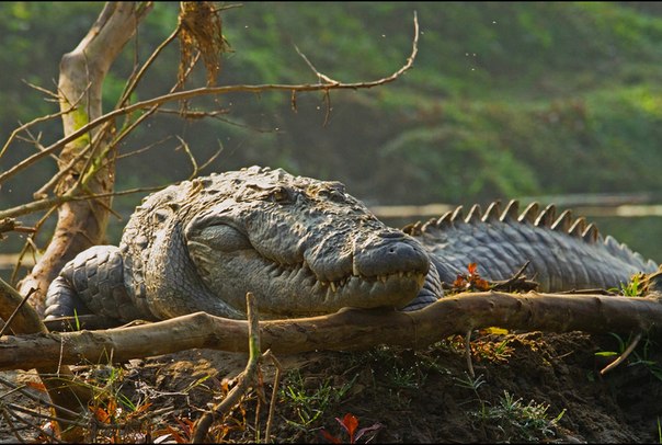 http://crocodile21.ucoz.ru/bolotnyj_krokodil..jpg